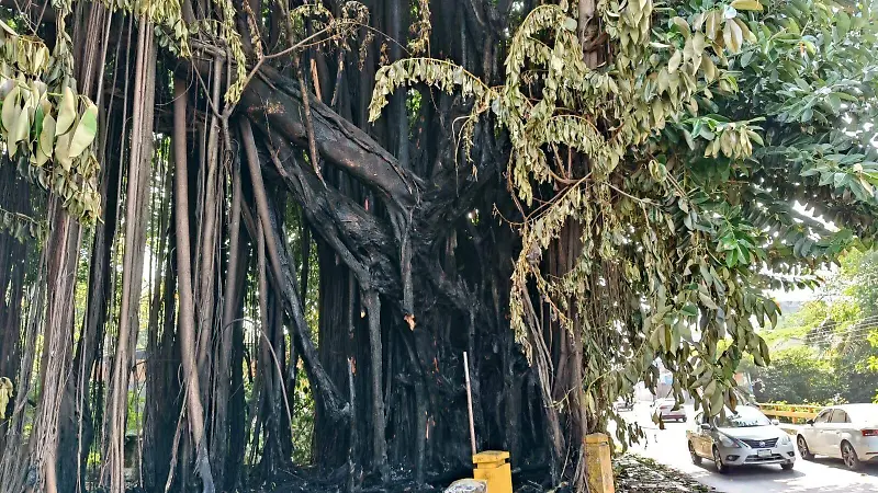 árbol quemado